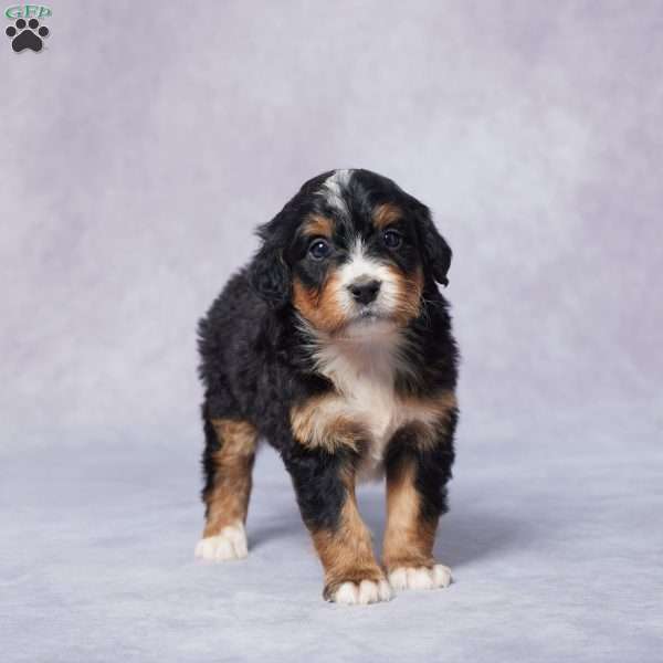 Abner, Mini Bernedoodle Puppy